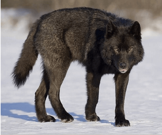 这头狼的颜色是深灰色，而不是黑色。